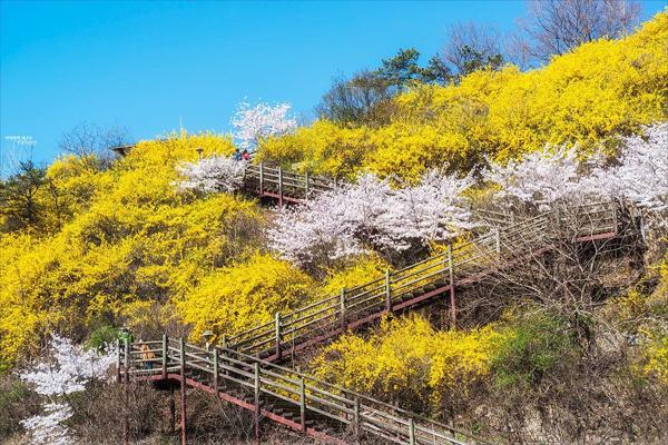 韓國浪漫春季 話你知迎春花、杜鵑花開花期